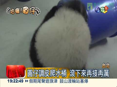 圓仔調皮站水桶 學馬戲團耍特技