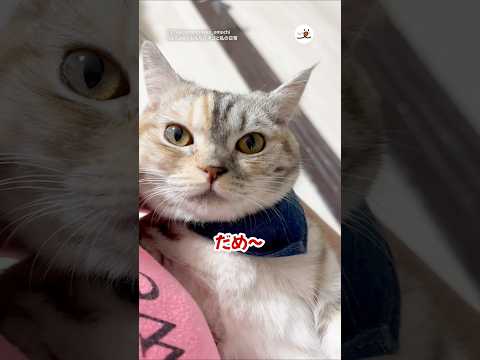 自分から抱っこされにきたのに🤷‍♀️｜PECO @laugh-again910