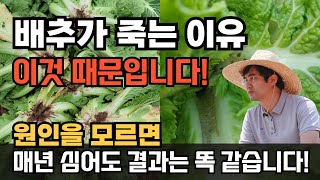 배추가 죽는 이유 무름병 노균병 원인과 해결방법 무름병약 노균병약