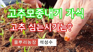 [고추재배방법] 고추모종내기 가식하는방법 그리고 과정