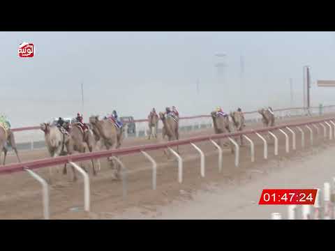 ش 2 (همام) لـ عبدالله سعيد بن ثابت الجنيبي 4:31 ، مهرجان العين 2026/08/02 حقايق الساد