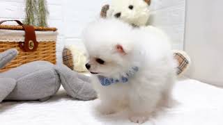 ポメラニアンの動画02