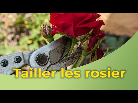 comment soigner hortensias malades