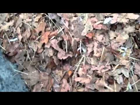 Planting seedlings using worm compost