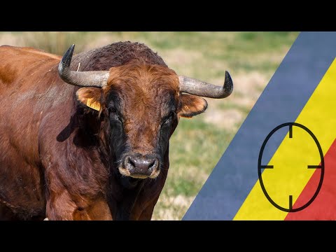 GANADERÍA CUILLE