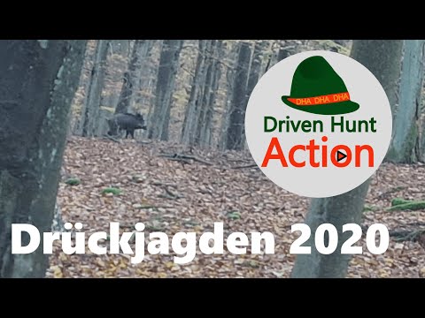 Drückjagden 2020 - Jagd auf Sauen, Rehwild und Damwild