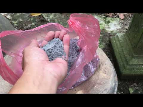 Bón phân tạo nụ lần 2 cho mai vàng miền Bắc