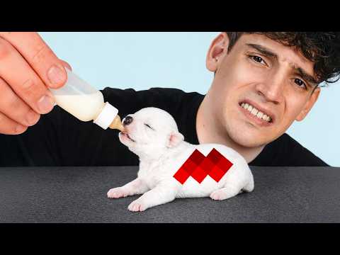 🩸Embarazaron mi Perra sin Permiso y Murieron🩸