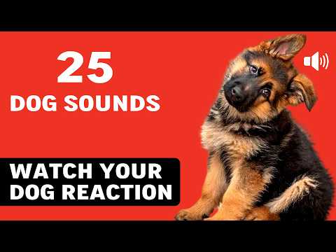 25 DOG SOUNDS To See Your Dog Reaction (TRY THIS! 🐶)