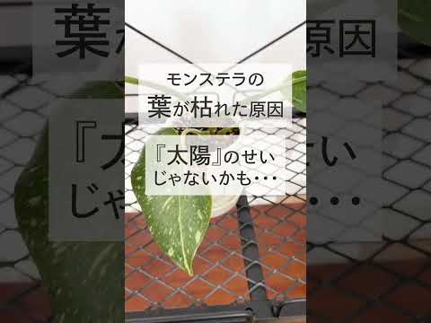 YouTube ショート動画
