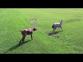 Pes vs vlk (Tearon) - Známka: 1, váha: obrovská