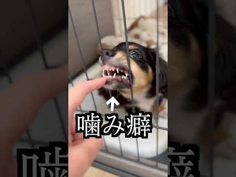 噛み癖がひどいから手にわさび塗ったら奇跡が起きた！