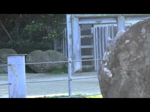 Tê giác đực, cực hung hăng -  Africa Rhino