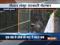 Forest dept managed to capture baboon who attacked people in Navsari, Gujarat