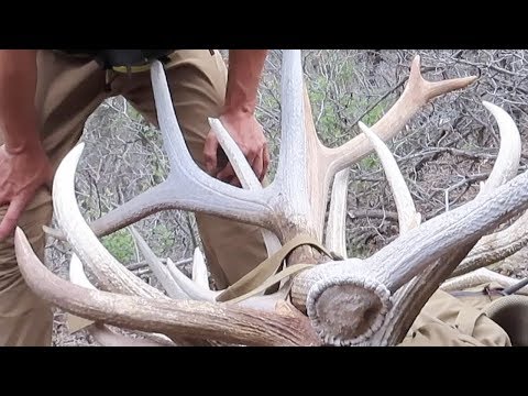 SIDE X SIDE set and pack full of antlers!