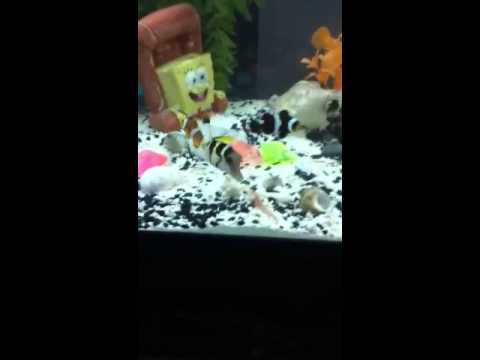 Valentini puffer eats shrimp