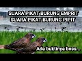 SUARA PIKAT BURUNG PIPIT SAWAH Suarapikatburungkecil Suaraburungsawah Burungpipit Empritsawah