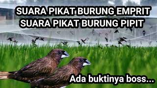 Download lagu SUARA PIKAT BURUNG PIPIT SAWAH #suarapikatburungkecil #suaraburungsawah #burungpipit #empritsawah mp3