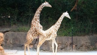 Tier Paarung - 123Vid