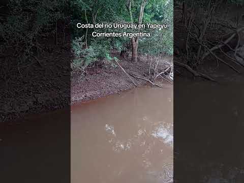 selva en galería sobre el río Uruguay en Yapeyú Corrientes Argentina.