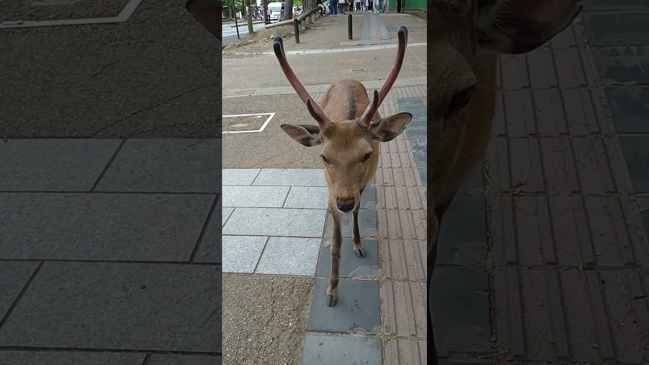 A Nara deer calmly walking along the sidewalk in Nara Park, Japan