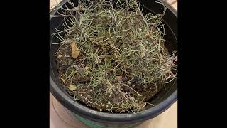 How to revive a plant (Rosemary) | Gardener Without Borders