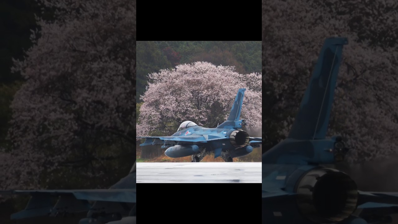 雨に濡れる桜（4/2の百里基地）