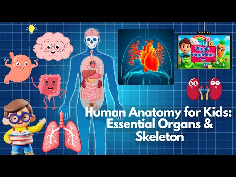 Human Anatomy for Kids! | Essential Organs & Skeleton! | What's Inside You? | Wiggle Giggle Kids TV