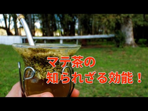 マテ茶 - 定義