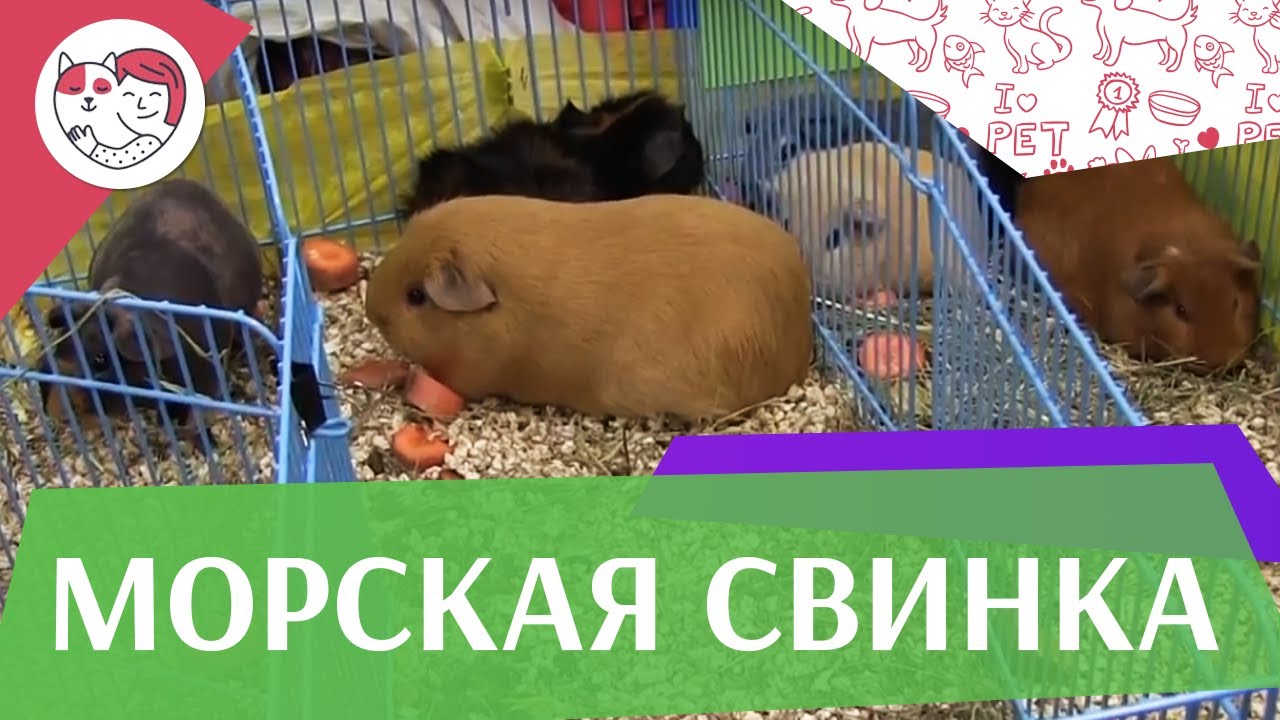 Морская свинка Разновидности на ilikepet