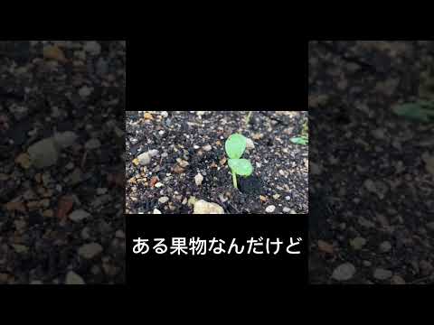 メロンが熟して食べられるかどうかはどうやってわかりますか?家庭菜園家と購入者のためのヒント  庭園