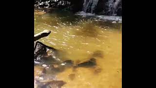 preview picture of video 'Achakanya Waterfalls near Thirthahalli'