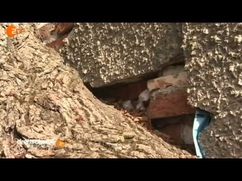 Behnsdorf bei ZDF Drehscheibe Deutschland