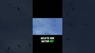 Vogelschlag in der Luftfahrt. Warum selbst moderne Flugzeuge nicht sicher sind.