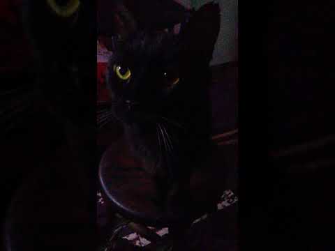 Good Morning from Ernest John my Handsome Man Cat hi Ms. Lakeisha💜