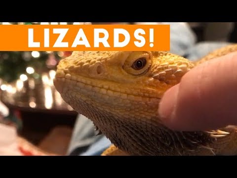 Funniest Lizard & Reptile Blooper & Reaction Videos of 2017 Compilation | Funny Pet Videos