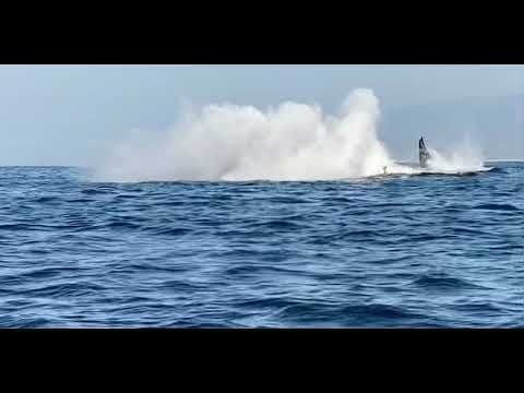 Whales #beachfrontparadiseboutiquehotel