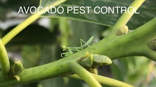 BACKYARD AVOCADO TREE PEST CONTROL | Fruit Update