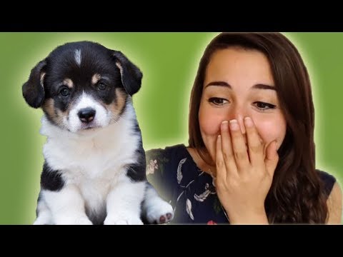 REGALO UN CUCCIOLO DI CANE ALLA MIA RAGAZZA! *scherzo epico*