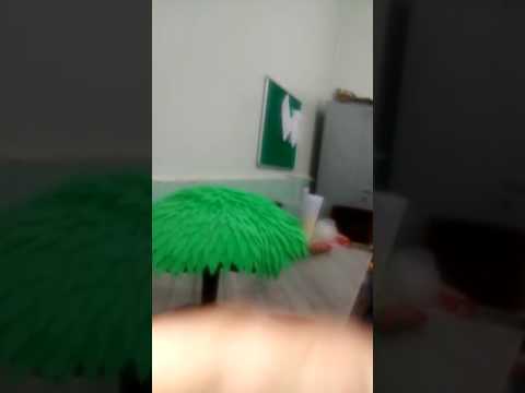 Chinar chocolate tree