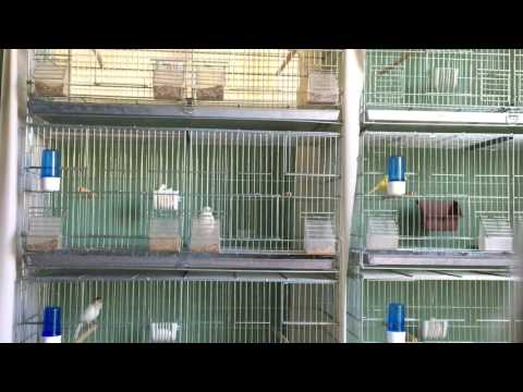 Young Males Start To Sing After Molting