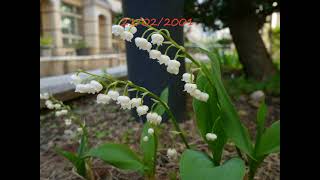 Lily of the Valley Planting Record 2021