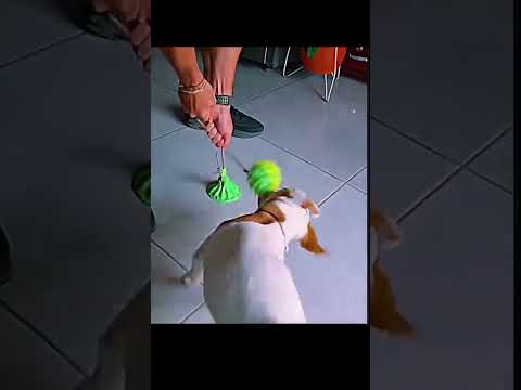Great idea but not dog proof 😂😂😂 #dog #owned #toy #funny #funnyshorts #smalldog