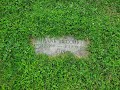 Angela S Ashes Author Frank McCourt