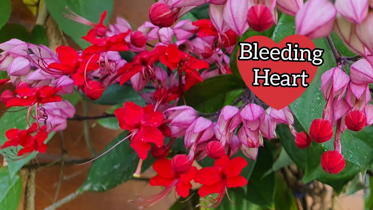 Best Flowering Plant - Bleeding Heart Vine / How To Grow Bleeding Heart/Best Flowering Vine For Pot