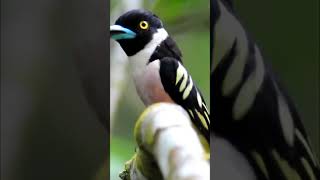 Download lagu suara pikat Sempur hujan rimba mp3 Download lagu suara pikat Sempur hujan rimba mp3