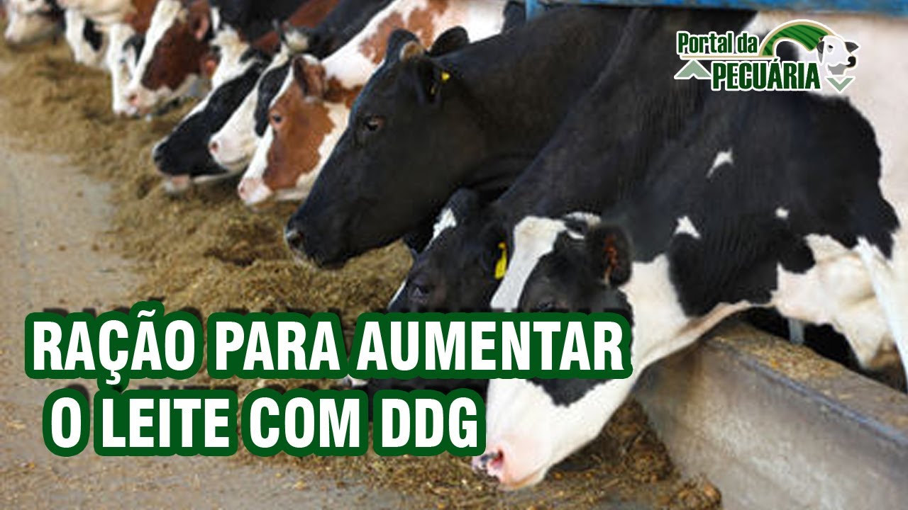 Ração para aumentar o leite com DDG.