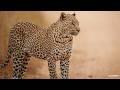SafariLIVE Sunset 19 July 2026