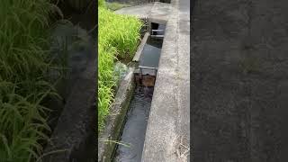 Download lagu Bendungan irigasi kecil untuk mengairi sawah. Kota Iwade, Wakayama, Jepang mp3 Download lagu Bendungan irigasi kecil untuk mengairi sawah. Kota Iwade, Wakayama, Jepang mp3