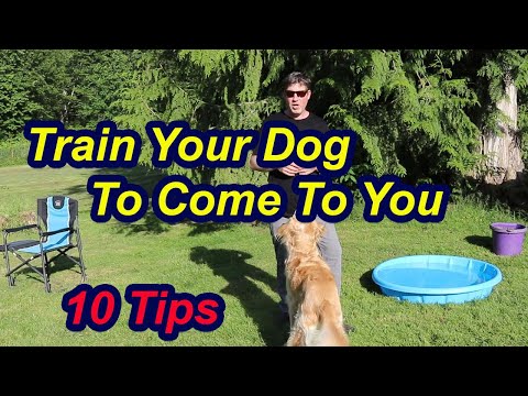 Teach your dog to come with these 10 tips